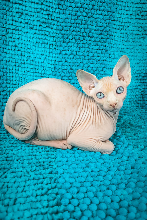 Silver Salidzhi Saner | Canadian Sphynx Kitten