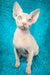 Silver Salidzhi Saner | Canadian Sphynx Kitten