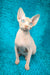 Silver Salidzhi Saner | Canadian Sphynx Kitten