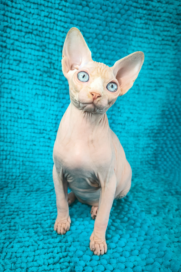 Silver Salidzhi Saner | Canadian Sphynx Kitten
