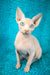 Silver Salidzhi Saner | Canadian Sphynx Kitten