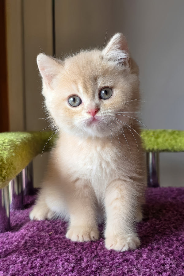 Silver | British Shorthair Kitten