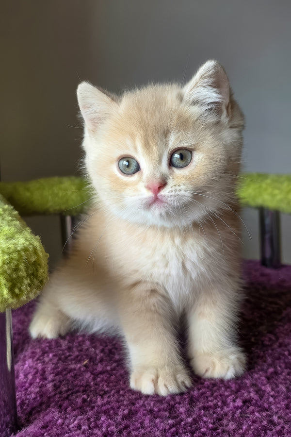 Silver | British Shorthair Kitten