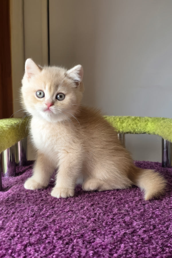 Silver | British Shorthair Kitten