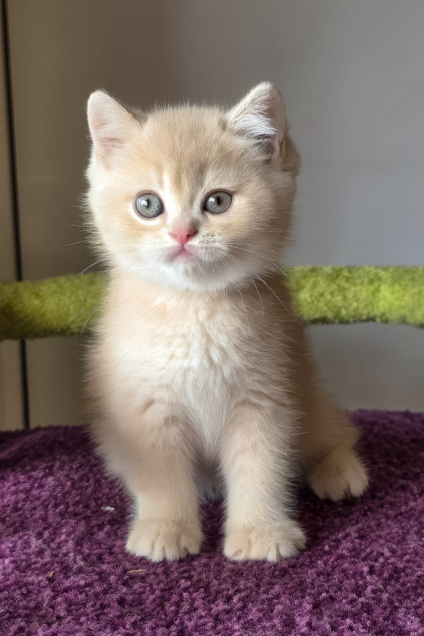 Silver | British Shorthair Kitten