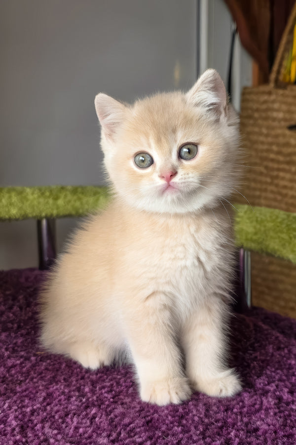 Silver | British Shorthair Kitten