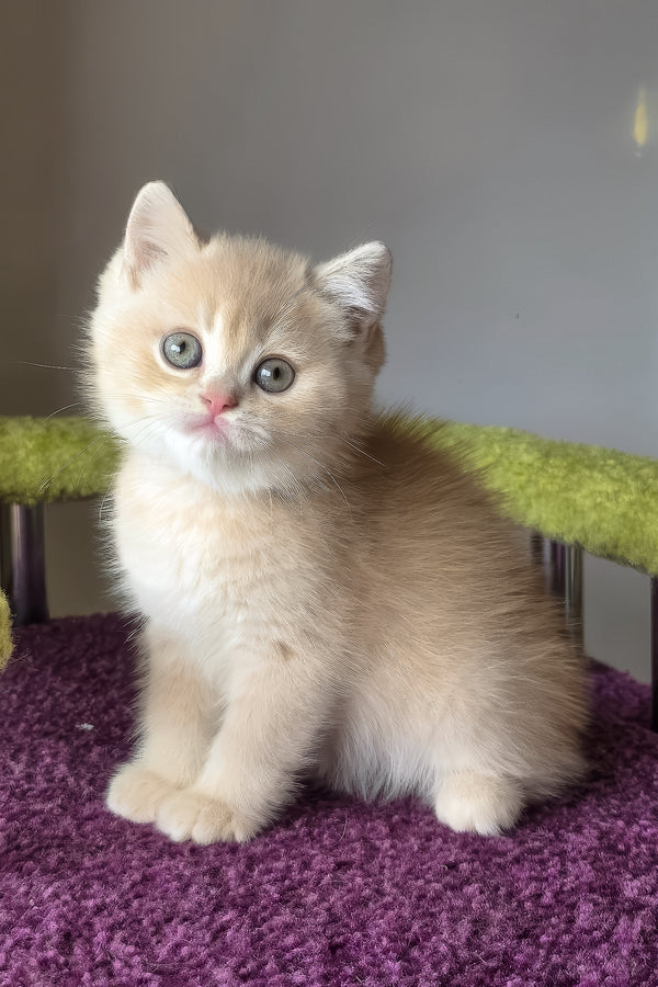 Silver | British Shorthair Kitten
