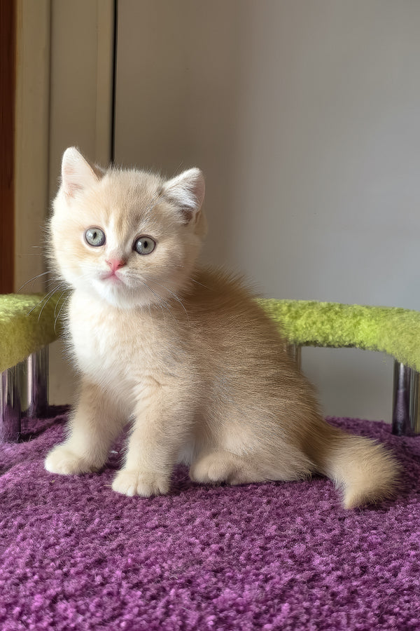 Silver | British Shorthair Kitten