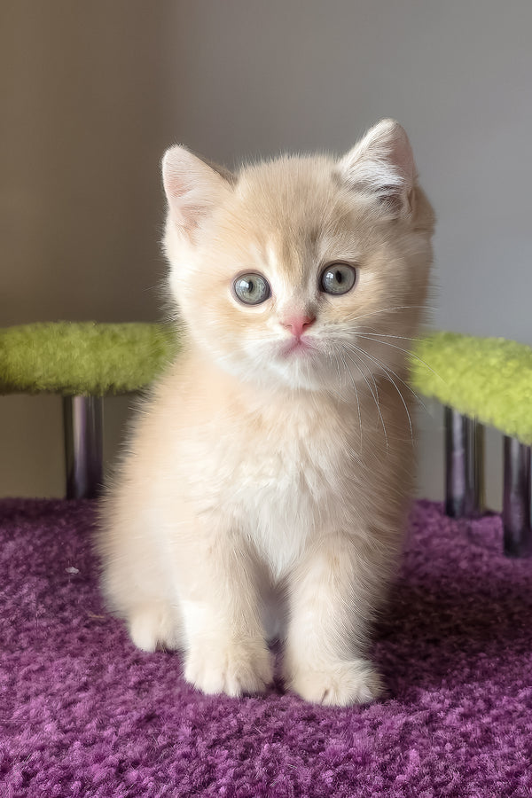 Silver | British Shorthair Kitten