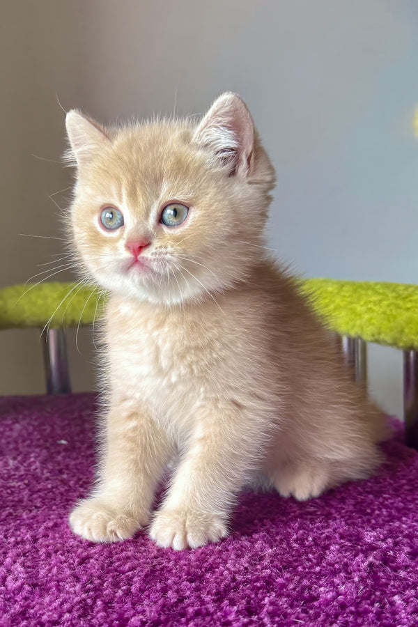 Silver | British Shorthair Kitten