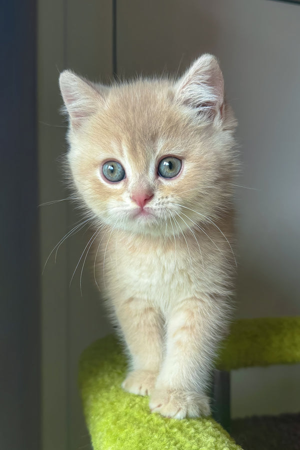Silver | British Shorthair Kitten