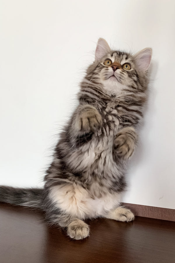 Silvia | Siberian Kitten