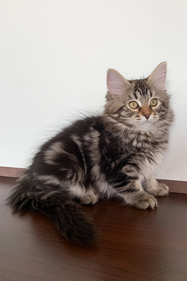 Silvia | Siberian Kitten
