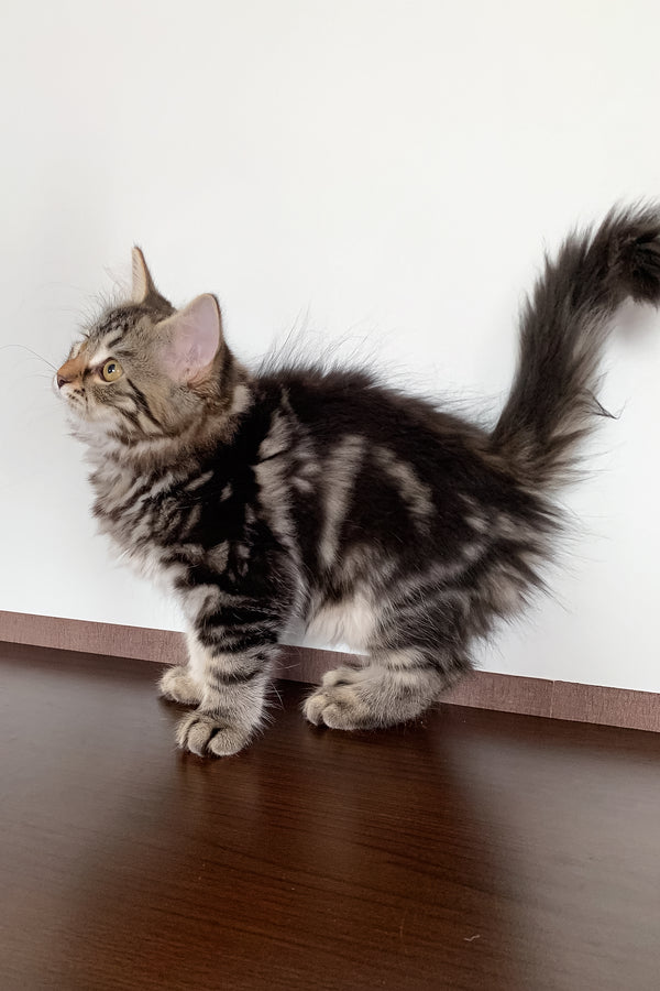 Silvia | Siberian Kitten