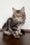 Silvia | Siberian Kitten