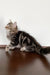 Silvia | Siberian Kitten