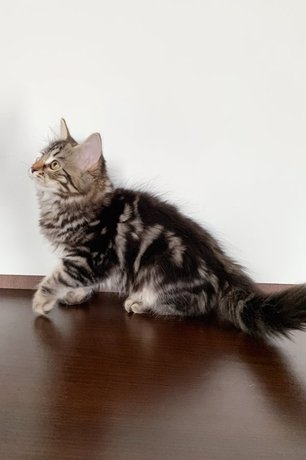 Silvia | Siberian Kitten