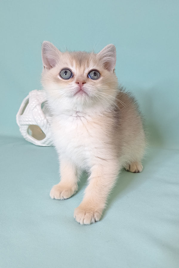 Simas | British Shorthair Kitten