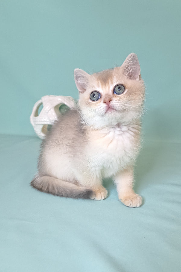 Simas | British Shorthair Kitten