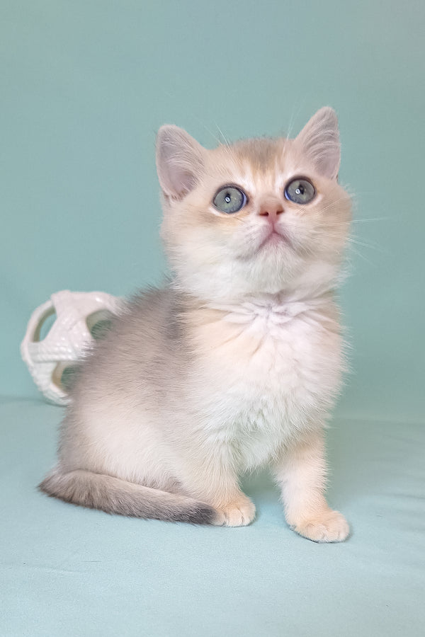 Simas | British Shorthair Kitten