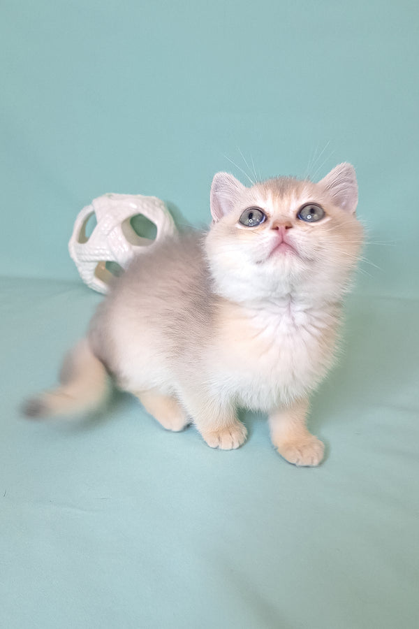 Simas | British Shorthair Kitten