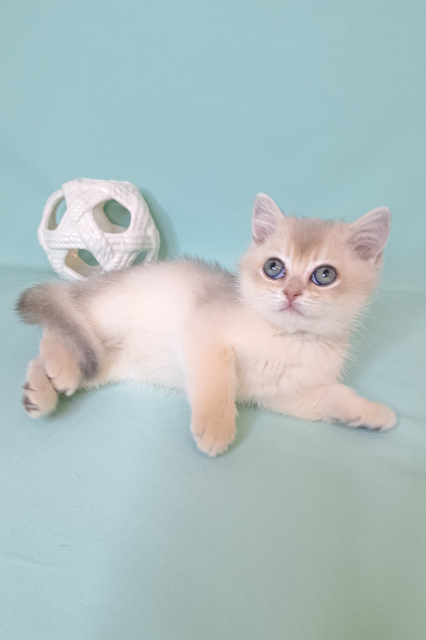 Simas | British Shorthair Kitten