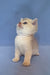 Simas | British Shorthair Kitten