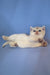 Simas | British Shorthair Kitten