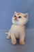 Simas | British Shorthair Kitten