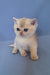 Simas | British Shorthair Kitten