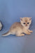 Simas | British Shorthair Kitten