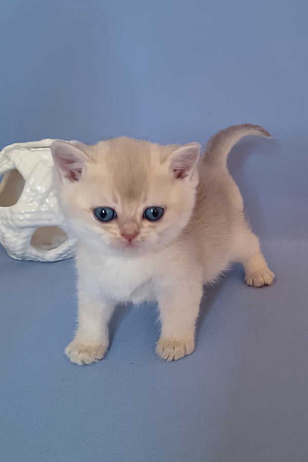 Simas | British Shorthair Kitten