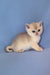 Simas | British Shorthair Kitten