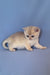 Simas | British Shorthair Kitten