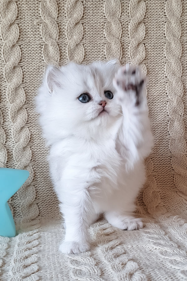 Simon | Scottish Straight Longhair Kitten