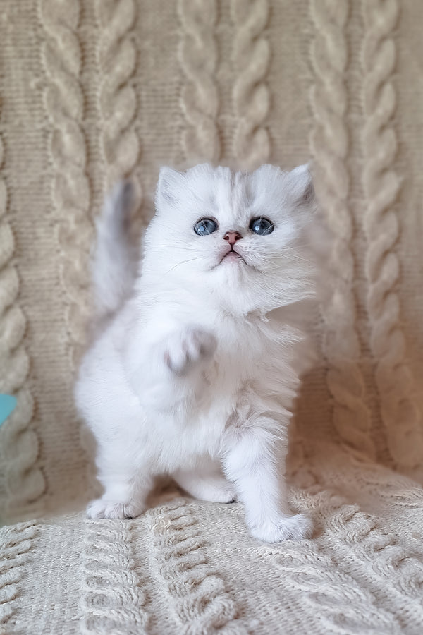 Simon | Scottish Straight Longhair Kitten