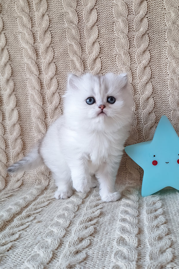 Simon | Scottish Straight Longhair Kitten