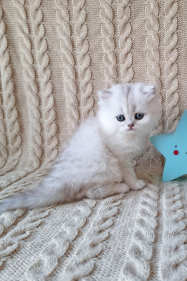 Simon | Scottish Straight Longhair Kitten