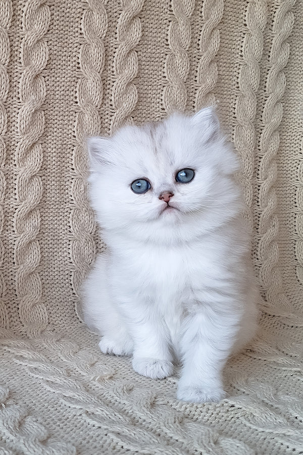 Simon | Scottish Straight Longhair Kitten