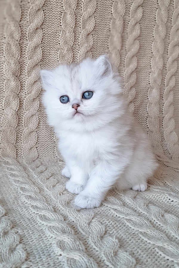Simon | Scottish Straight Longhair Kitten