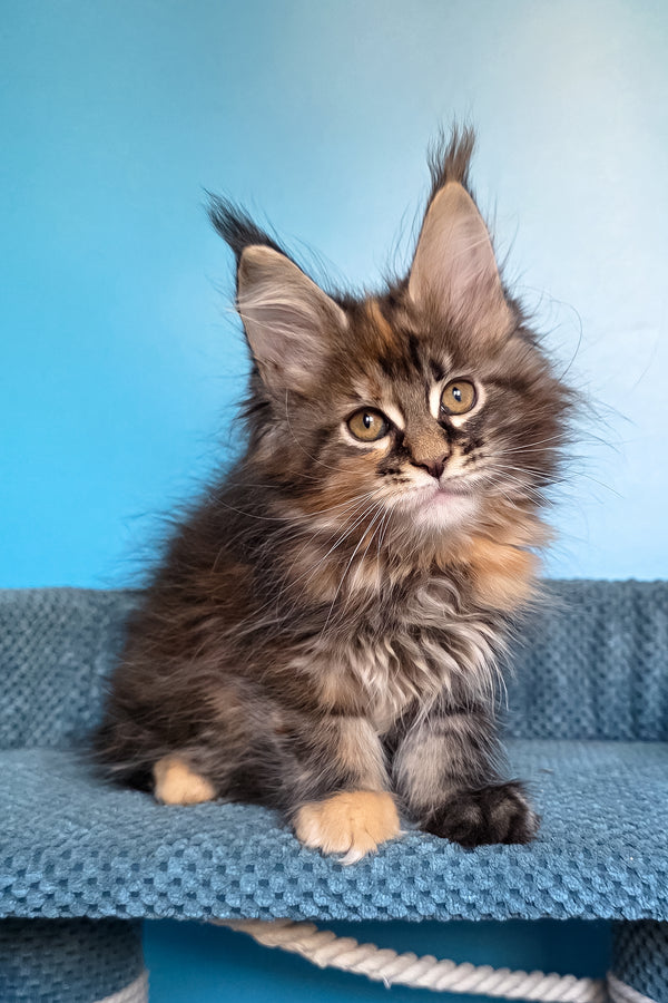 Simona | Maine Coon Kitten