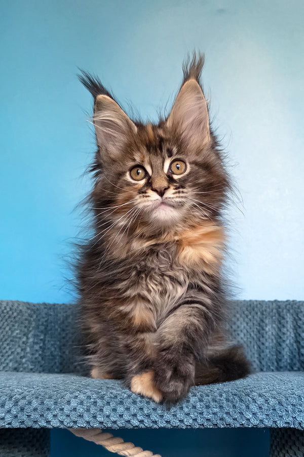 Simona | Maine Coon Kitten