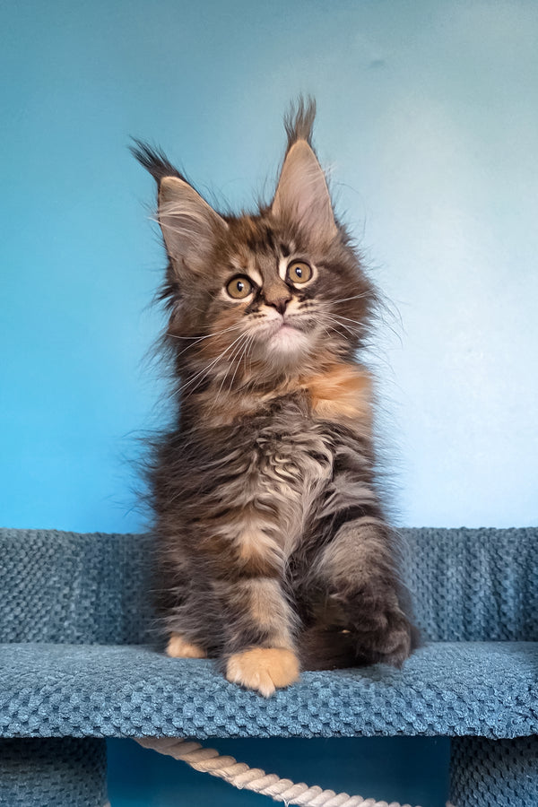 Simona | Maine Coon Kitten