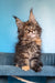 Simona | Maine Coon Kitten