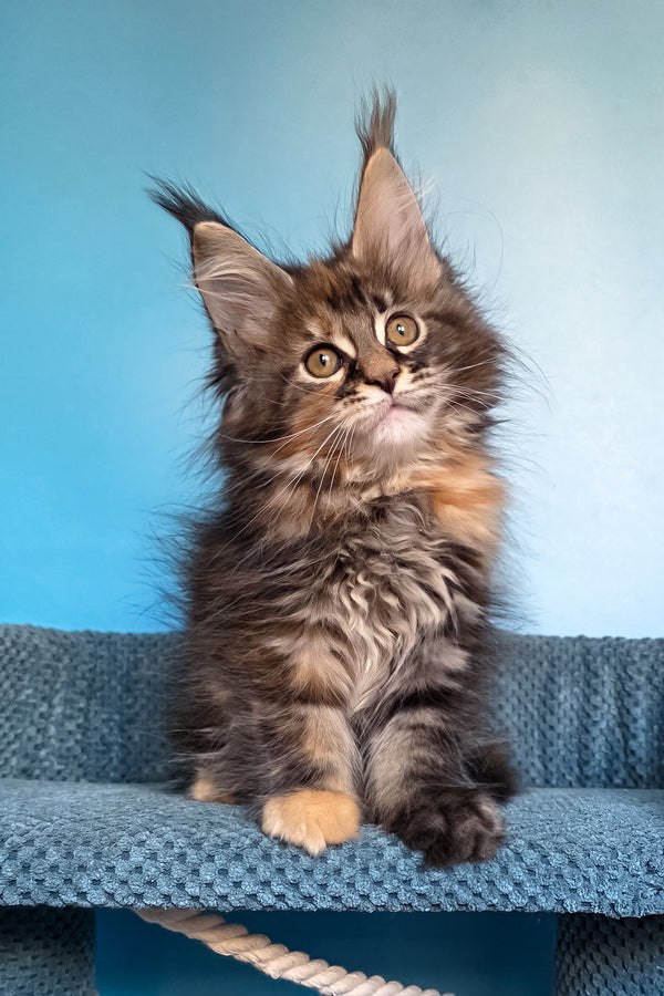 Simona | Maine Coon Kitten