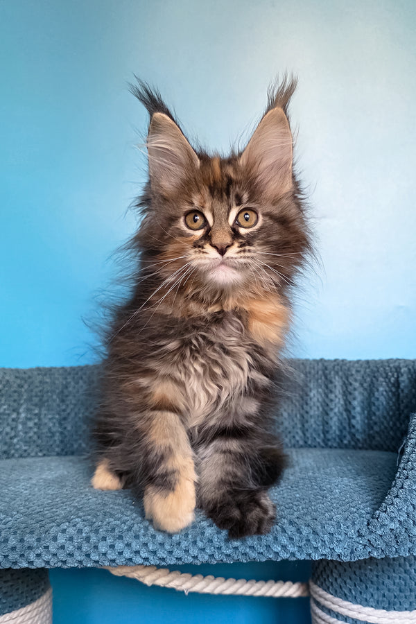 Simona | Maine Coon Kitten