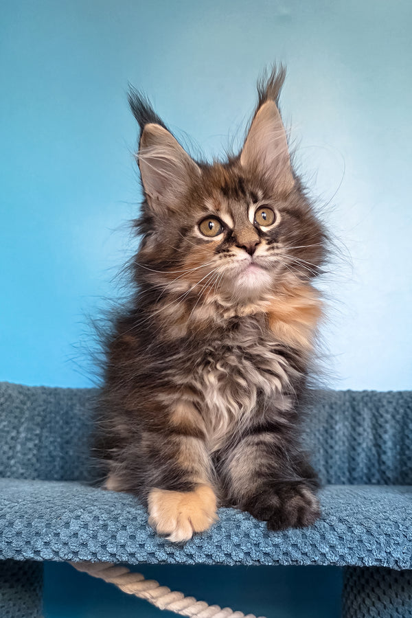 Simona | Maine Coon Kitten