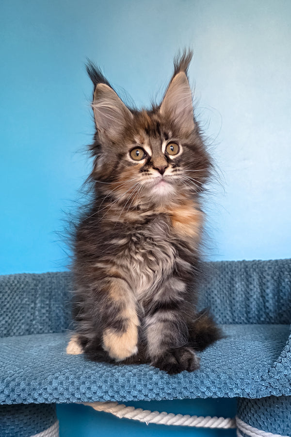 Simona | Maine Coon Kitten