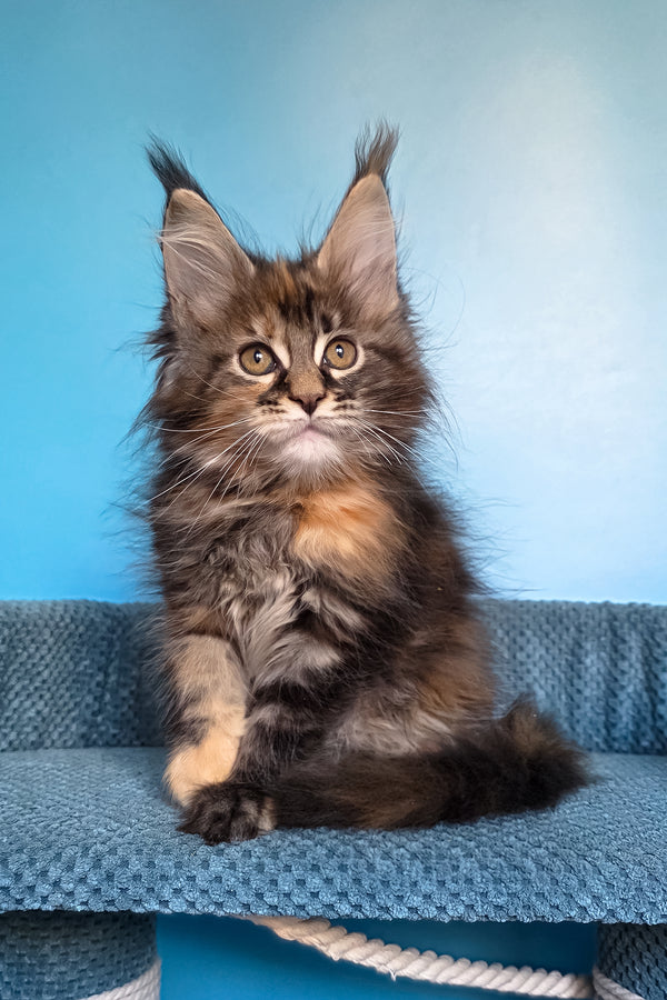 Simona | Maine Coon Kitten