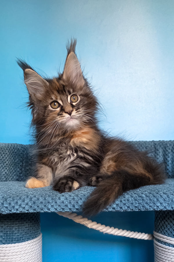 Simona | Maine Coon Kitten